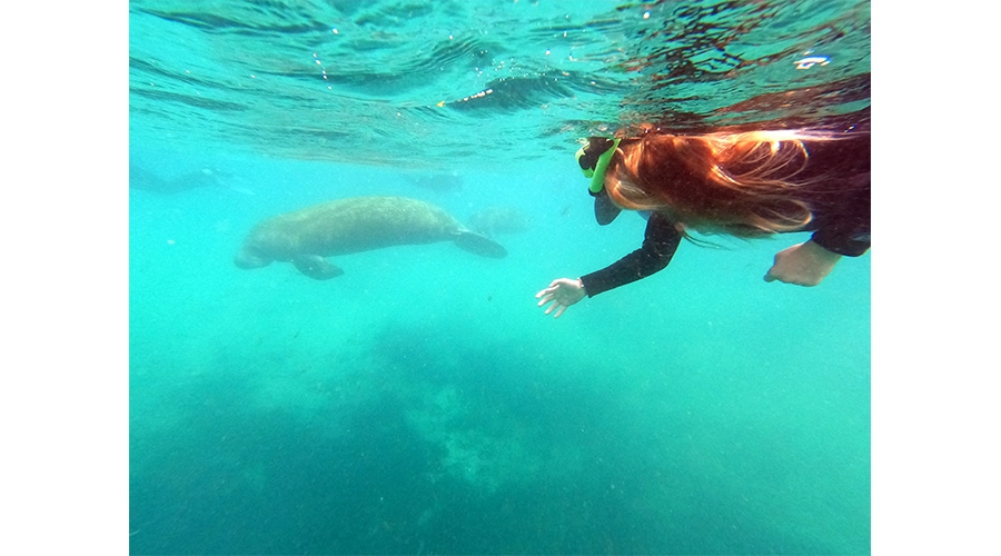 manateessmwebsite0127900