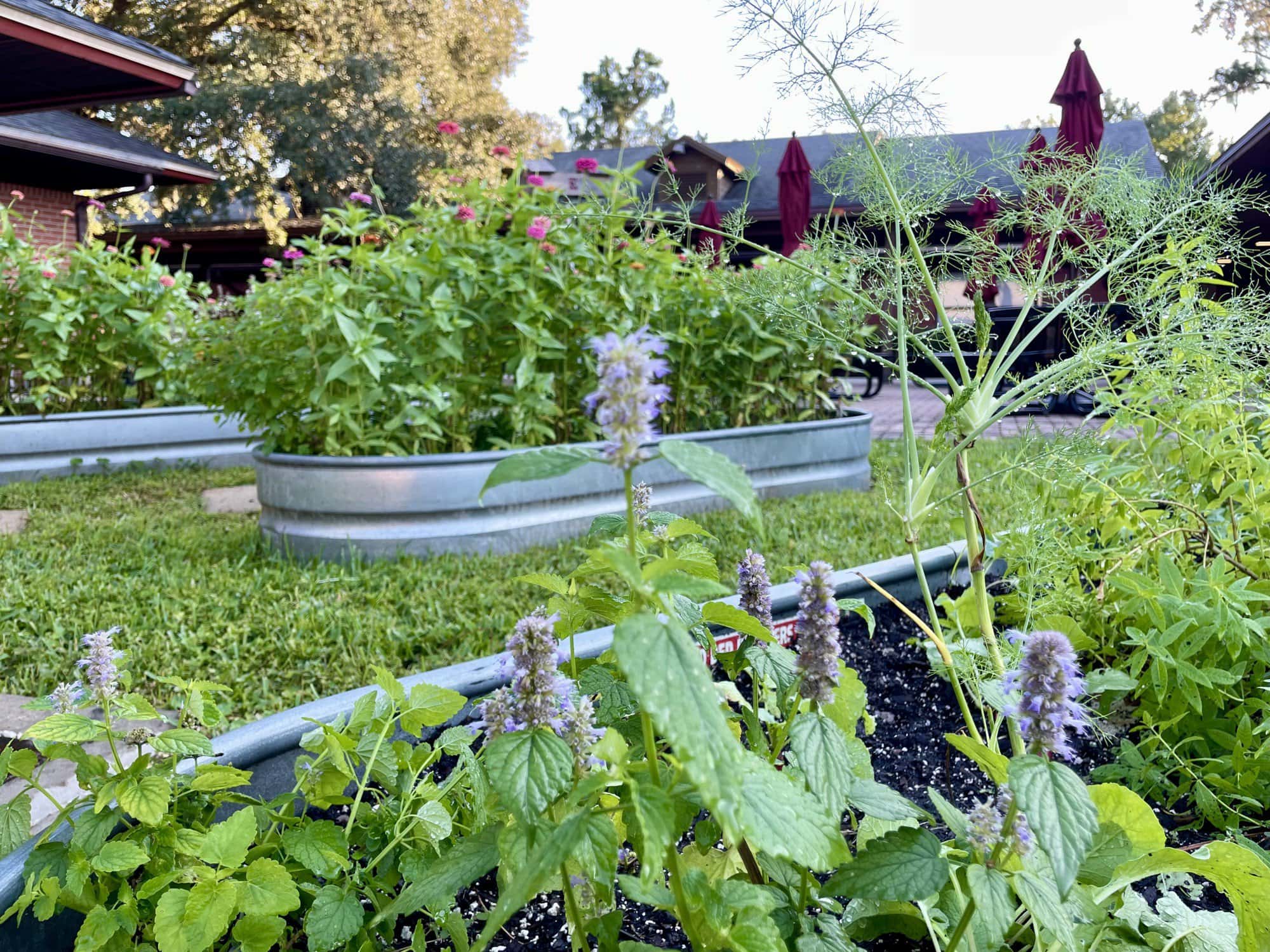 anisehyssop