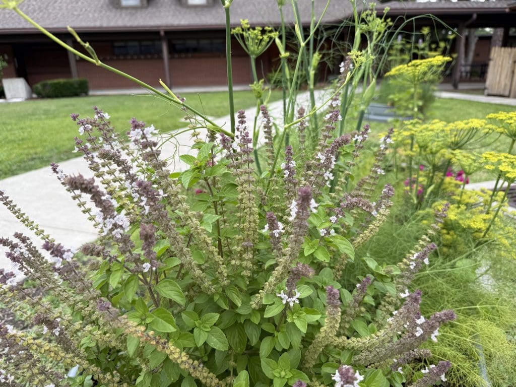 The African Blue Basil has woken up and called on native bees to wake up from their winter hibernation. Remember, most of the bees in the garden are not the stinging kind! There is no need to swat at them or be scared; just watch them work.