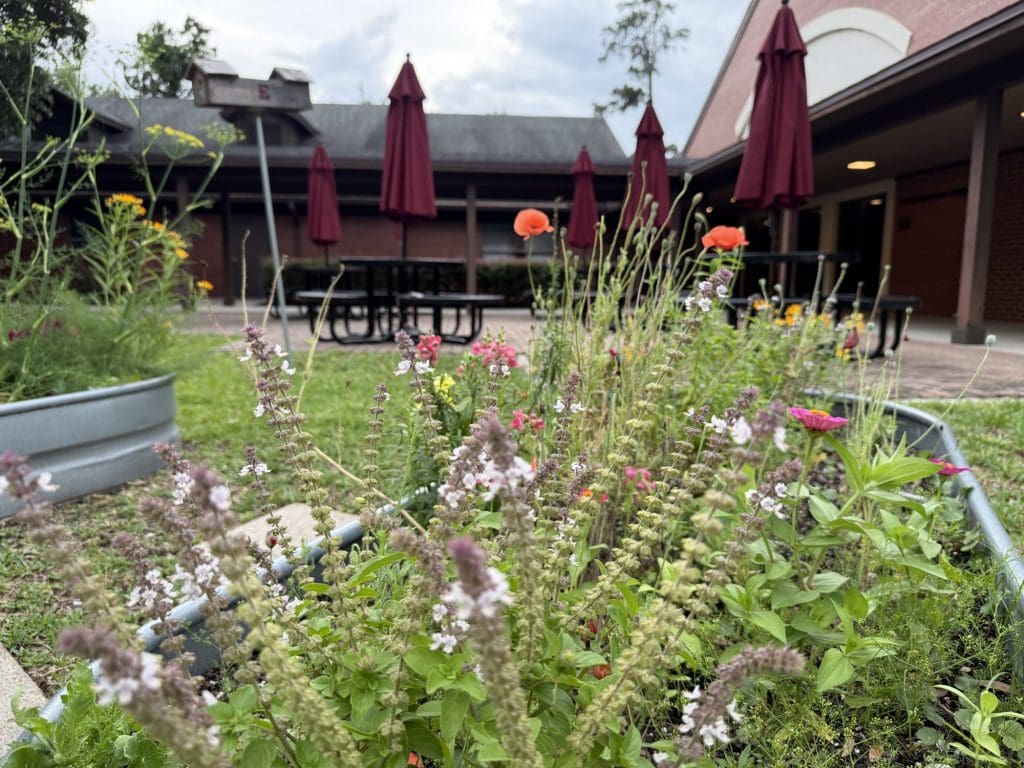 This summer the zinnias and tomatoes will continue to grow and the garden looks forward to greeting you in August at the end of summer.